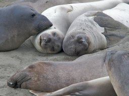 2008Elephant-Seals-17